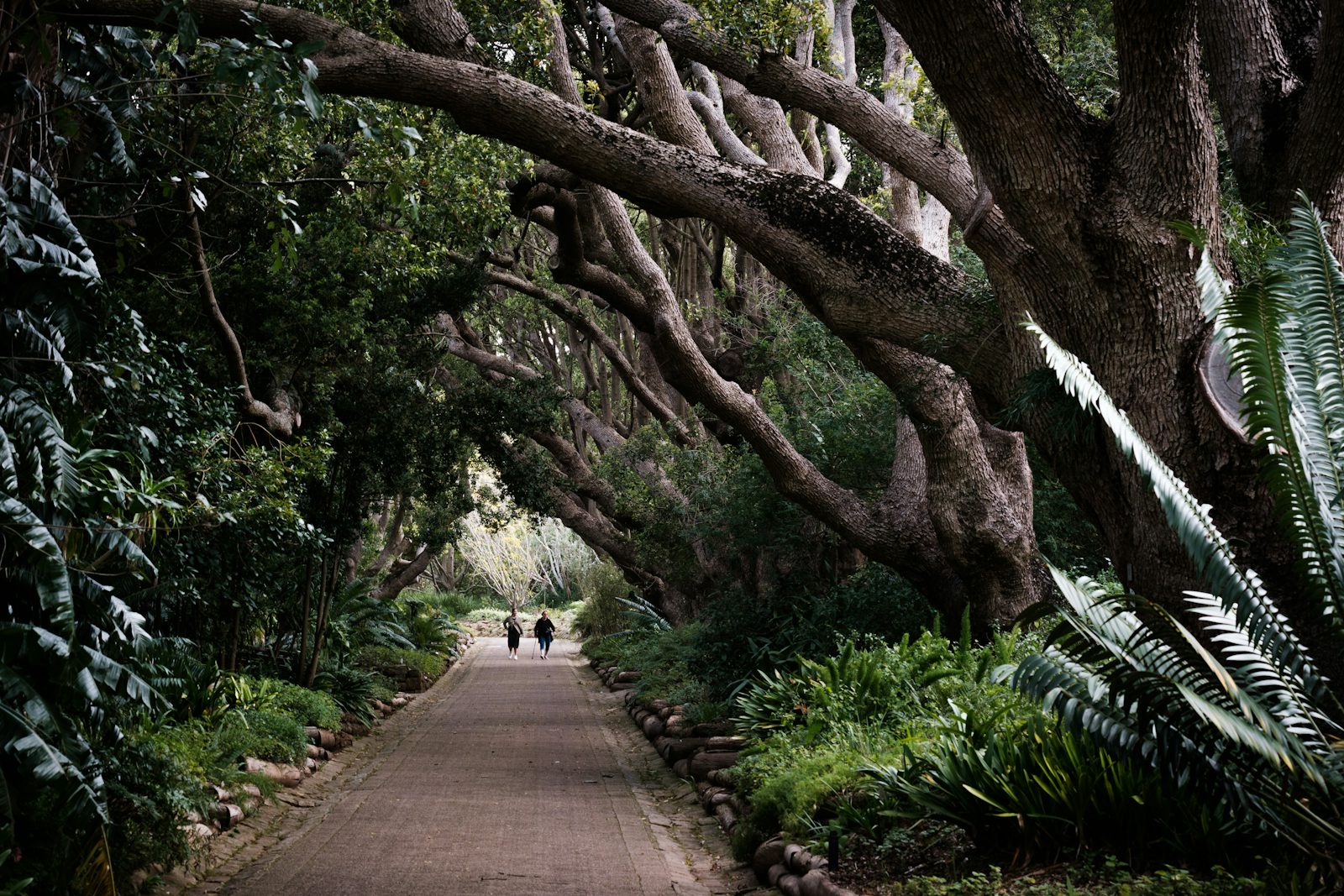 Sunlit forest trail inviting genuine connection